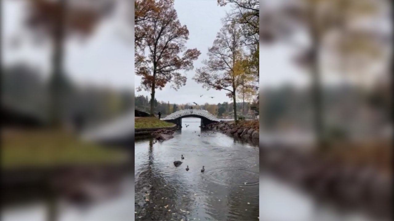 РОССИЯ - Парк Монрепо и Выборгский залив осенью. Красота то какая! ВЫБОРГ город России. смотреть онлайн