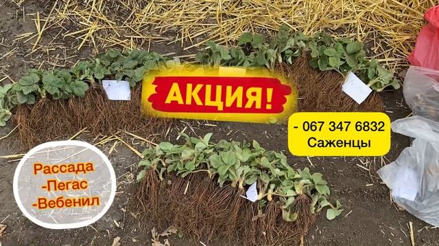 Скидки на саженцы клубники сорт Пегас, Вебенил смотреть онлайн