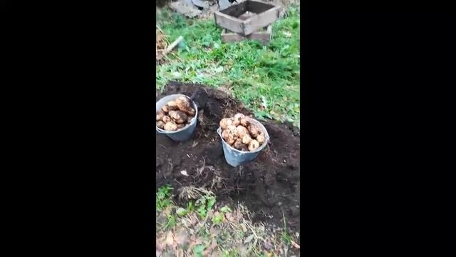 Урожай КАРТОШКИ В ЯЩИКАХ. Картофель из ГЛАЗКОВ. смотреть онлайн