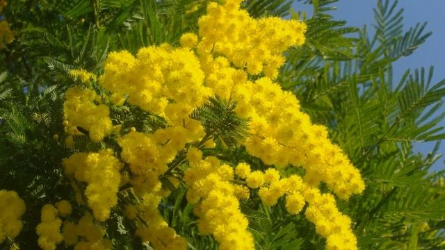 С 8 Марта!!! Восточные мимозы для каждой вредненькой Занозы!!! смотреть онлайн