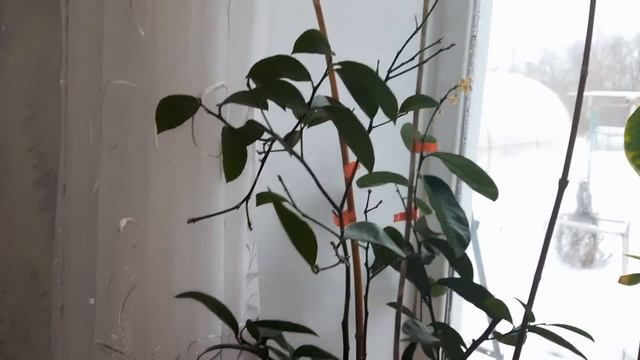 Лимон Мейера отцвел