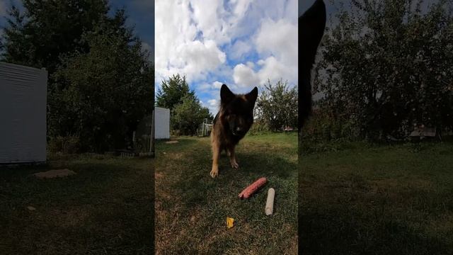 Кто такой Вожак с точки зрения зоопсихологии. смотреть онлайн