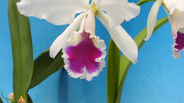 Cattleya labiata f.semi-alba (orchid) смотреть онлайн