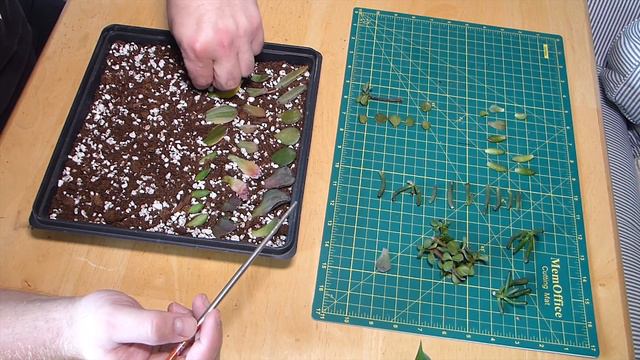 Succulent Propagation from Leaf Cuttings - Echevaria, Jade, Sedum and more смотреть онлайн