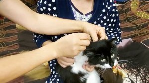 Паразицид комплекс от блох клещей и глистов. Маленькие пушистики Коты Кузя и Чувачок