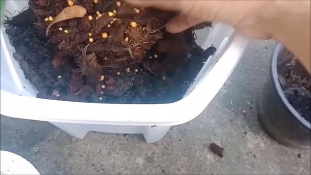 ดอกเก็ดถวา คือ ดอกอะไร ?  #GaredenGardenia