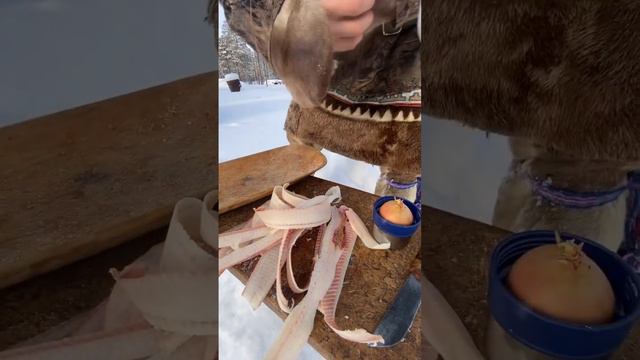 Строганина по северному🐟❄️рыбалка🙌еда на севере смотреть онлайн