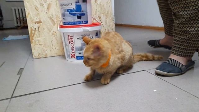 марсик после больнички смотреть онлайн