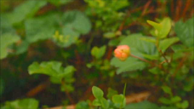 HIKING IN SOUTH KARELIA | Outdoors Finland смотреть онлайн