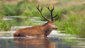 Какие животные обитают на водоёмах? | Все как у людей