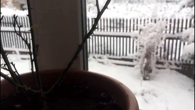 Уход за комнатными розами в зимний период.. смотреть онлайн