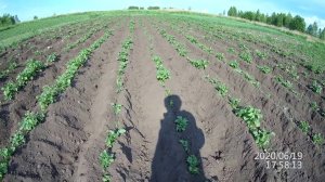 Окучивание картофеля мотоблоком.