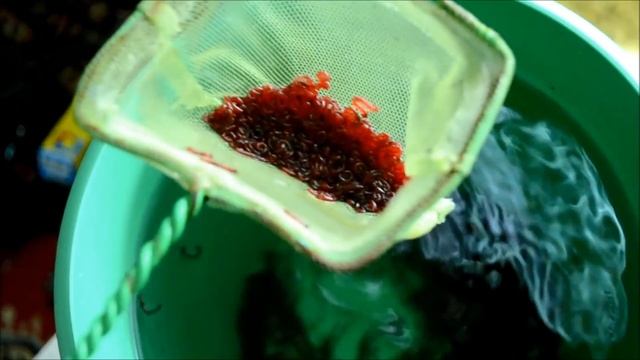 Как быстро очистить покупного мотыля перед заморозкой?!