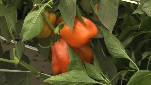 Новинка сладкого перца от ГАВРИШ смотреть онлайн