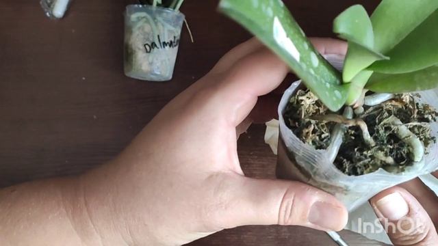 #Орхидеи дома?..Hatuyuki, Сакура и кое что ещё.