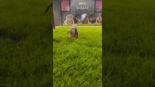 ⚡Ares⚡Dog of War смотреть онлайн