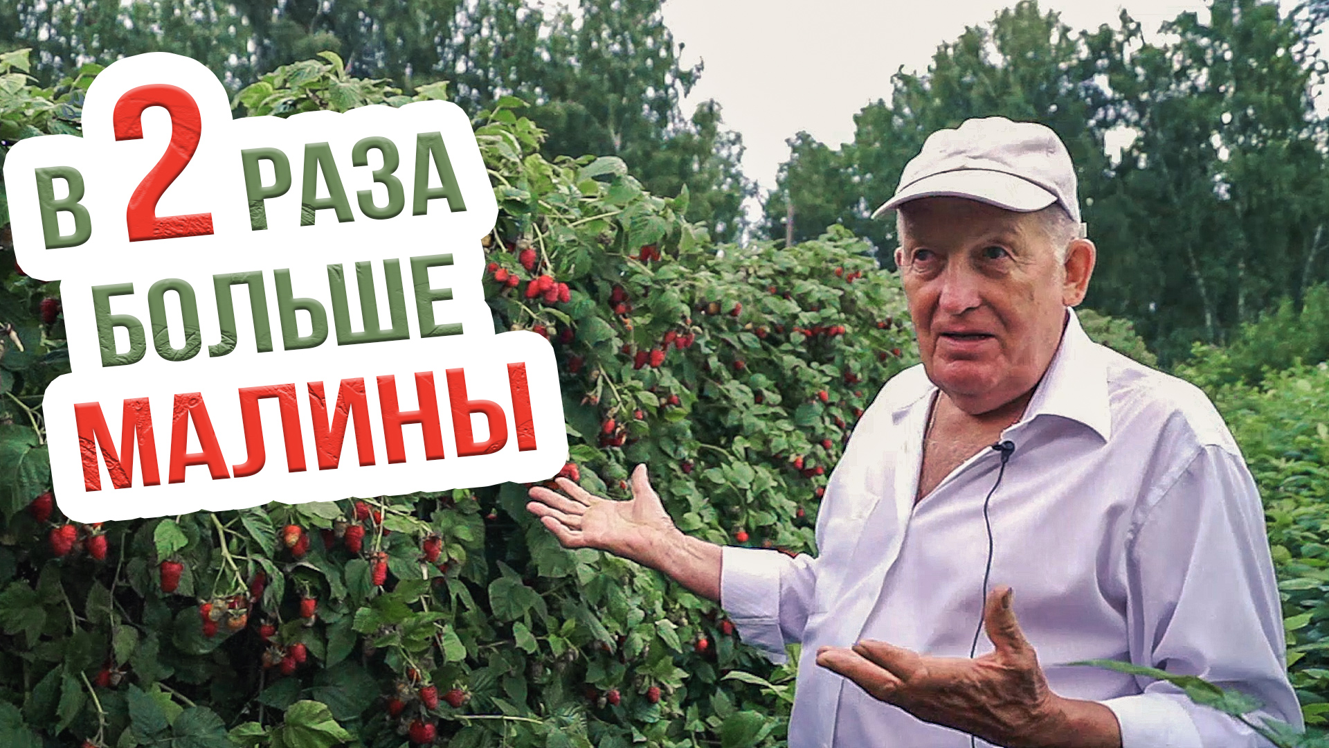 Хотите увеличить урожай малины? Технология раздельного выращивания малины смотреть онлайн