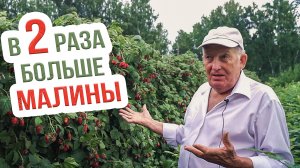 Хотите увеличить урожай малины? Технология раздельного выращивания малины