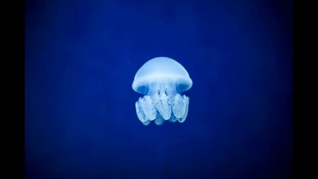 Музыка для релакса смотреть онлайн
