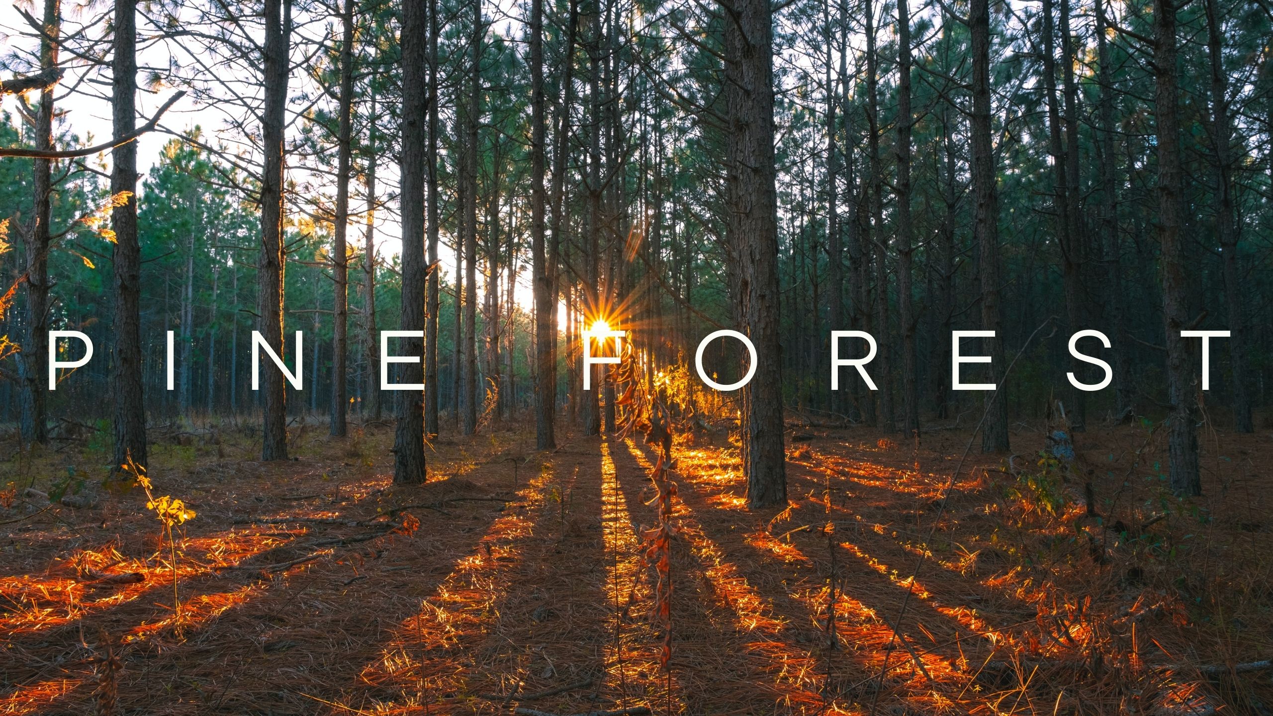 Pine forest смотреть онлайн