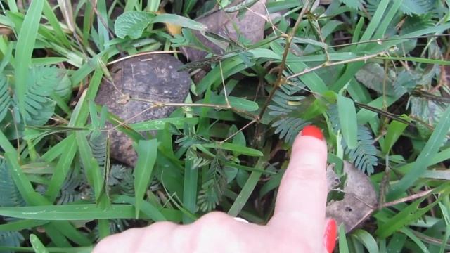 Мимоза стыдливая. Недотрога. Mimosa is bashful. Touchy. смотреть онлайн