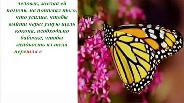 Урок бабочки смотреть онлайн