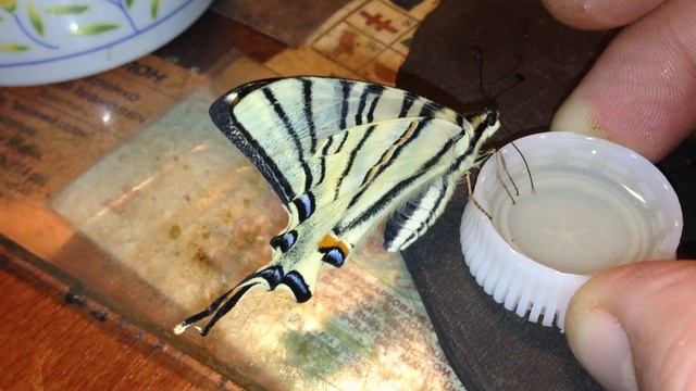 ? Как ест бабочка. ( первый приём пищи в жизни бабочки) смотреть онлайн