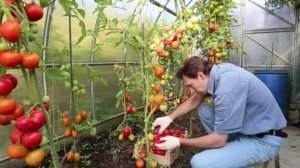 Что посадить рядом с помидорами, чтобы забыть о вредителях и собирать солидный урожай