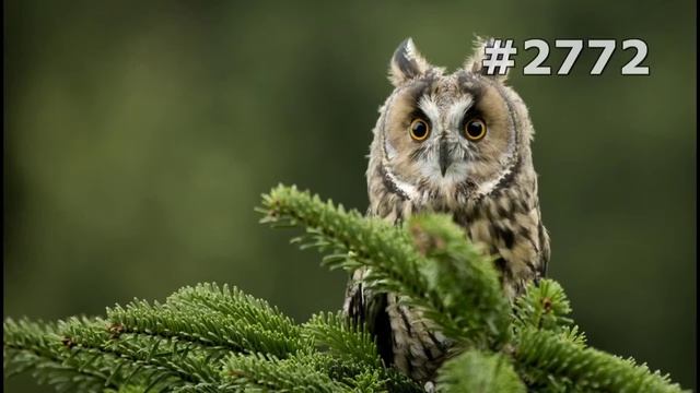 #2772. Совы (В мире животных)