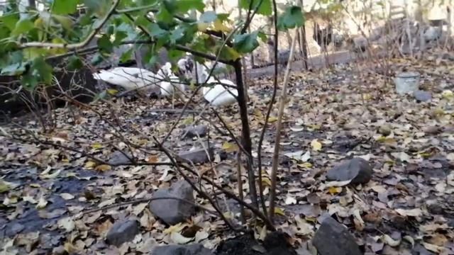 Новые крупные индоутки) смотреть онлайн