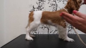 Подготовка к выставке щенка. Хендлинг щенка. Часть 1. Стойка