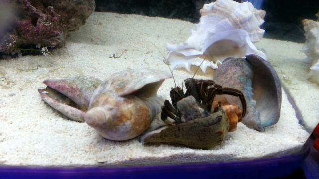 Рак-отшельник меняет панцирь смотреть онлайн