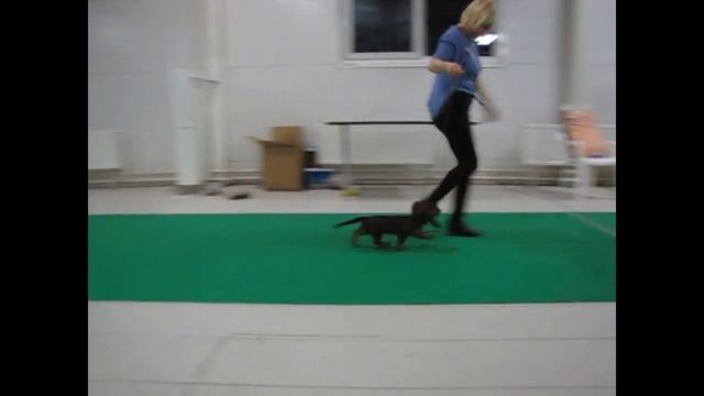 Щенок 3 смотреть онлайн