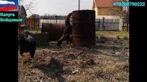 Бугатти PREMIUM ? О-ШАМО, O-SHAMO