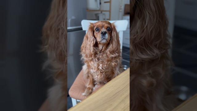 Bizde işe yaramadı belki sizde yarar🤣🤣🤣 #dog #köpekvideoları #shots