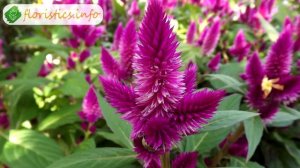 ?️ Уход за целозией в саду, вредители и болезни целозии