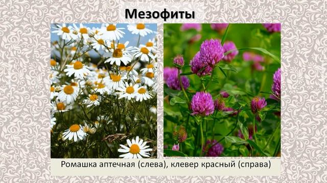 Группы растений по отношению к воде | Общая экология