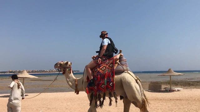 Египет, Хургада, Stella Di Mare Beach Resort & Spa Makadi 5*, пляж, верблюд))) смотреть онлайн