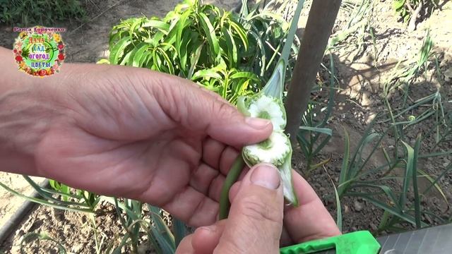 Вырастите качественные семена чеснока своими руками без каких-либо финансовых затрат смотреть онлайн