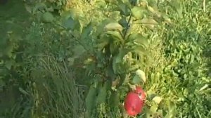 что лучше, яблоня высокая, на карликовом подвое или колоновидные