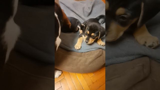 Щенкам 6 недель смотреть онлайн