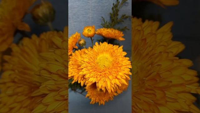 Корейская хризантема Полина смотреть онлайн