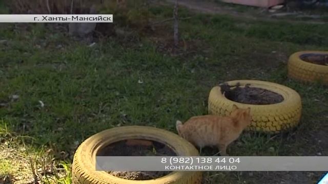 Друг семьи. «Ярко-рыжий кот» смотреть онлайн