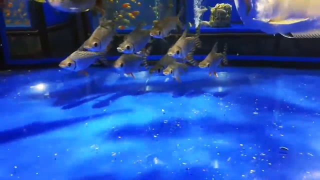 Семапрохилодус тэниурус (Semaprochilodus taeniurus) смотреть онлайн