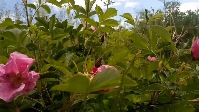 Шиповник цветёт смотреть онлайн