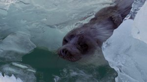 Байкал. Удивительные приключения Юмы.
2020 ГОД