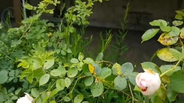 Воскресенье с Моими Мужчинами. Лавандовые поля, Супер Ресторан, Усадьба Жана Кокто смотреть онлайн