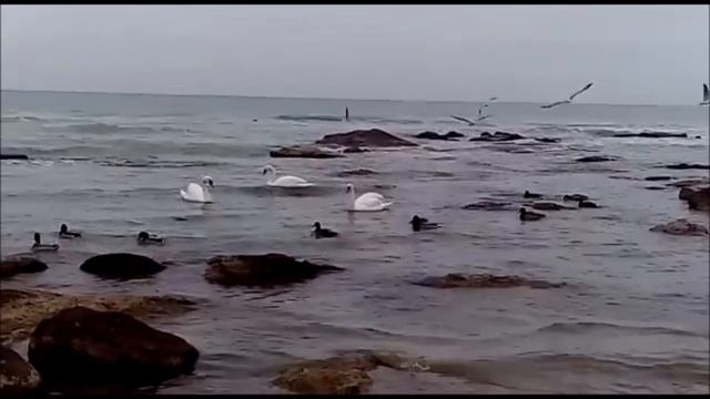Лебеди прилетели на зимовку в Актау Swans arrived for the winter in Aktau смотреть онлайн