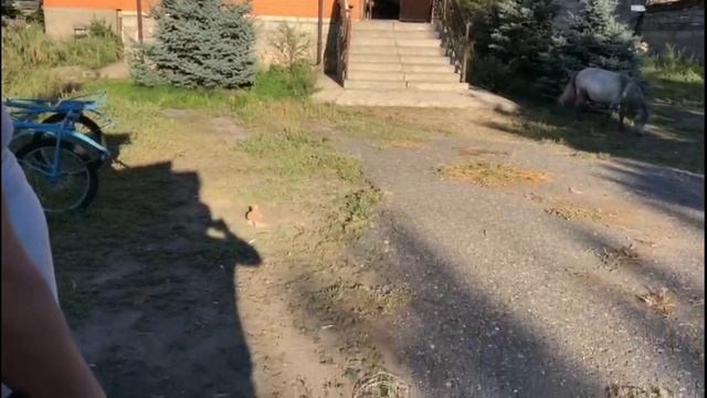 Богатый Фазлиддин Баходирович кормление птенцов. Двухчубые голуби. Tauben. Pigeons. Palomas. Pombos