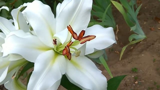 93. Лилия Уайт Айз ОТ смотреть онлайн